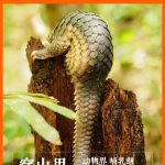 疫痛后，食野味陋習(xí)能否絕跡？