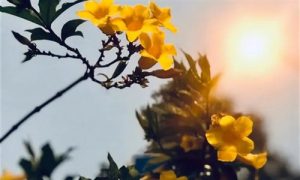 【素食新聞】美國責任醫師委員會建議：美國飲食指南應以植物為重點！