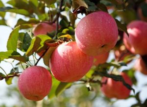 如何正確認識蘋果的營養價值？素貓來給你支招~