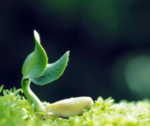 心存敬畏 行有所止 善待大自然，從一份健康的素食開始。——素貓素食