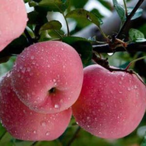 盛夏宜吃這幾種水果 增進(jìn)食欲少生病